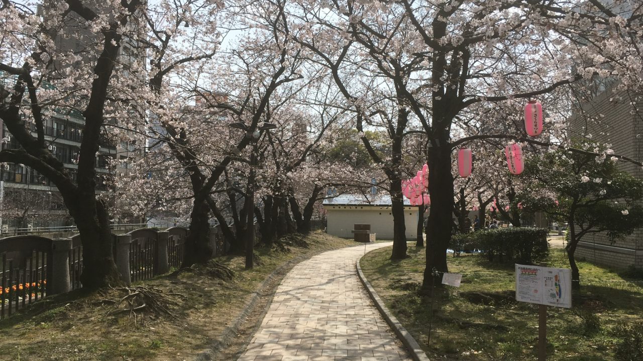 福岡 一人で桜を見たいなら天神中央公園がおすすめ オトナのじゆうちょう 大人の自由帳