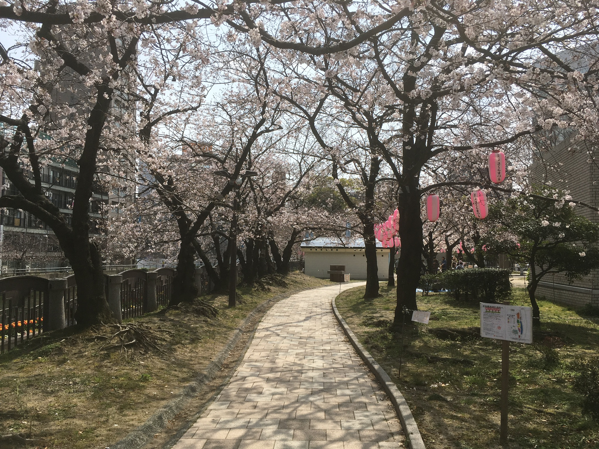 福岡 一人で桜を見たいなら天神中央公園がおすすめ オトナのじゆうちょう 大人の自由帳